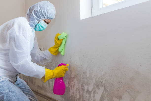 Biohazard Mold Removal in Wellington, TX